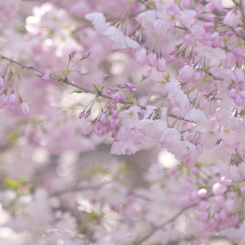 桜影