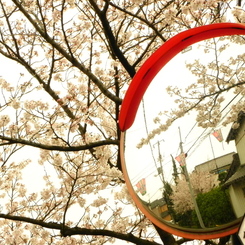 一つ目小僧のお花見