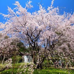 春の桜
