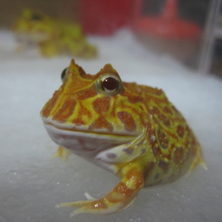ツノガエル