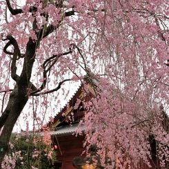 東京上野　夕桜