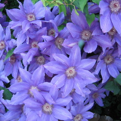 Clematis