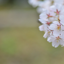 ｓａｋｕｒａ