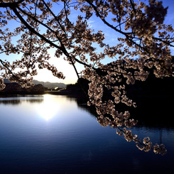 光る水面と桜