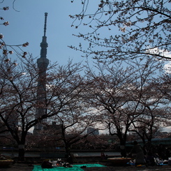 二分咲きの花見