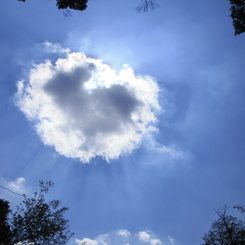 森の中で空を見上げた