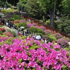 根津神社のつつじ