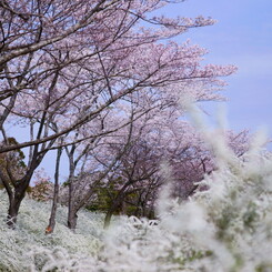 2012 愛知の桜 (8)