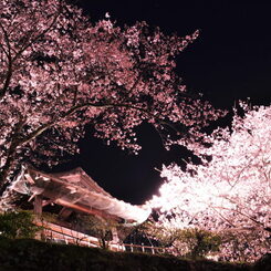 夜桜と鐘撞堂