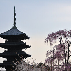 東寺・夕景