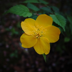 一輪の花