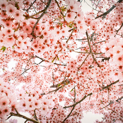THE GALAXY OF SAKURA #2