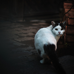 レイチェルの猫を探して