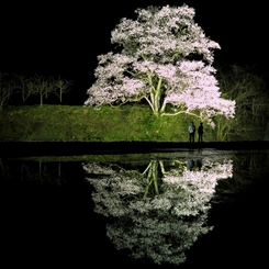 向野の桜