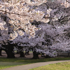 Sakura Road