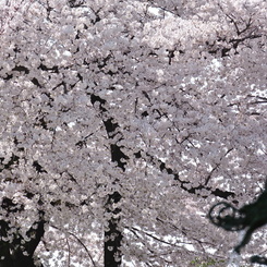 お花見ですか？