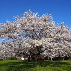 太平川堤の桜４