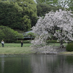 日本庭園の春