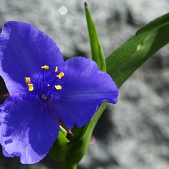 初夏の彩り Ⅰ