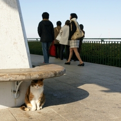 展望台のベンチ下で憩うミケ（横浜「港の見える丘公園」）