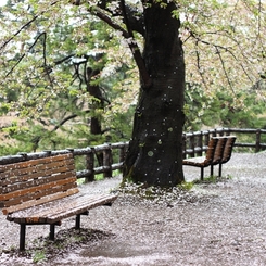 雨上がり、葉桜の下ベンチにて