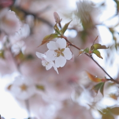 2012 5月 桜咲く