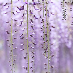 Purple in Purple