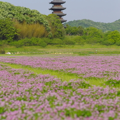2012/5/5 備中国分寺