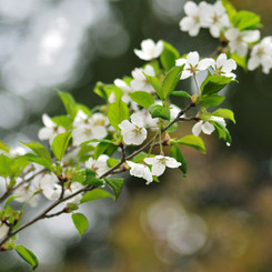 sakura2012_001