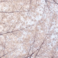 桜屋根