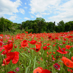 poppy