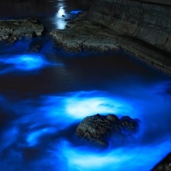 夜光虫