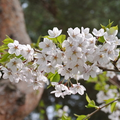 桜 函館五稜郭公園 2012年5月8日