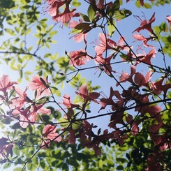木漏れ日