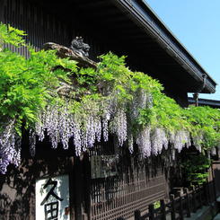 藤の花