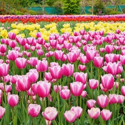 清水公園５月1