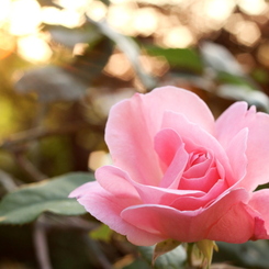 夕暮れの薔薇