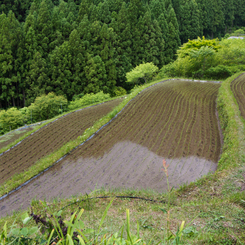 IMGP7451-2
