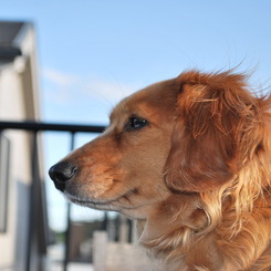 愛犬こすも