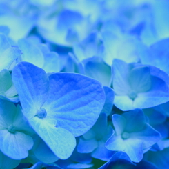 BLUE on BLUE