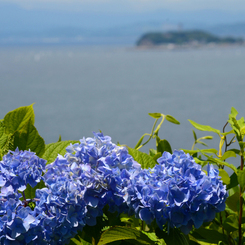 zushi_11