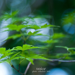 木漏れ日　初夏