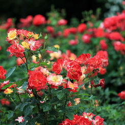 井頭公園薔薇園　EOS 7D