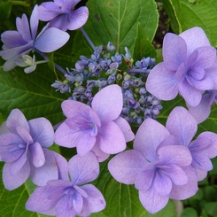 紫陽花