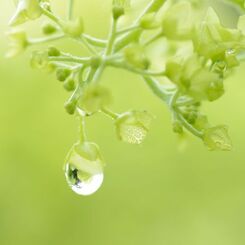 緑の雫　(Green　Ｄｒｏｐ）