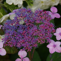 雨上がり紫陽花ー１