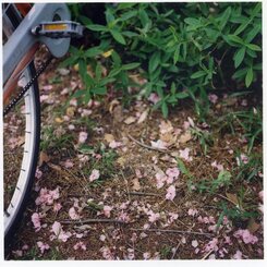 桜ちる・・