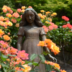 アンネのバラ（アンネのバラの教会） Rose of Anne Frank at 