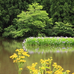 カキツバタ池の風景