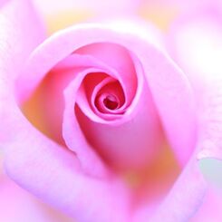 the　PINK